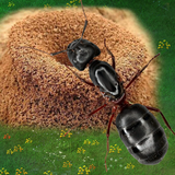 Ants Underground Kingdom Life icon