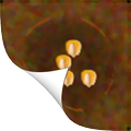Tsoro Pro