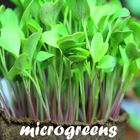 Microgreens icône