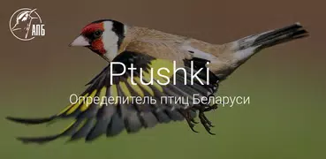 Ptushki – Определитель птиц Бе