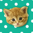 Musical Kittens icon