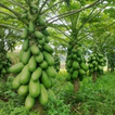 Budidaya Pepaya California