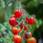 Consejos de cultivo de tomate icono