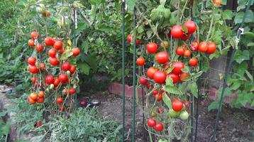 Tomatenanbau Tipps Plakat