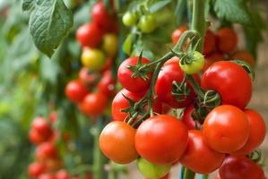 Consejos de cultivo de tomate captura de pantalla 2