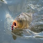 Umpan Ikan Emas Lengkap আইকন