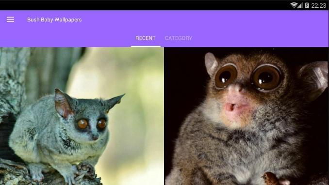 Bush Baby Wallpapers For Android Apk Download - bush baby roblox