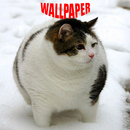 Fat Cat Wallpapers APK