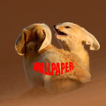 Fennec Fox Wallpapers