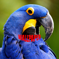 Hyacinth Macaw Wallpapers