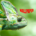 Veiled Chameleon Wallpapers
