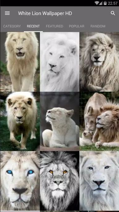 White Lion Wallpaper HD APK for Android Download