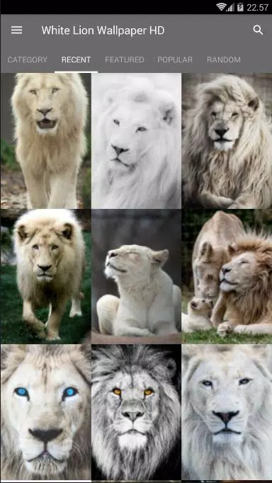 White Lion Wallpaper HD APK for Android Download White Lion Wallpaper HD APK for Android Download