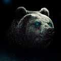 Bear Wallpapers