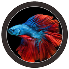 🐟 FREE Betta Fish No Live Wallpapers HD icône