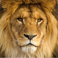 Fondos de Leones