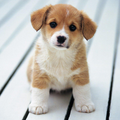 Cute Puppy wallpapers