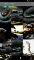 SNAKES Wallpaper HD স্ক্রিনশট 3