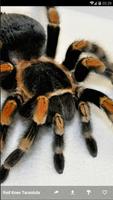 TARANTULA Wallpaper HD 截圖 3