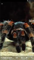 TARANTULA Wallpaper HD 截圖 2
