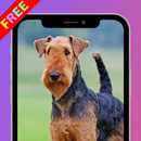 Airedale Terrier Dogs Wallpaper APK