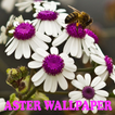 Aster Flower Wallpaper