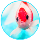 3D Aquarium Fishes Magic Touch Wallpaper APK