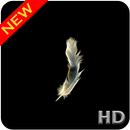 APK Black Feather Wallpaper
