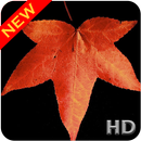 APK Black Leaf Wallpaper