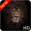 Lion noir fond d'écran HD