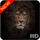Lion noir fond d'écran HD APK