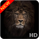 APK Black Lion Wallpaper HD