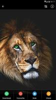 Black Lion Wallpaper HD screenshot 1