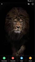 Black Lion Wallpaper HD screenshot 2