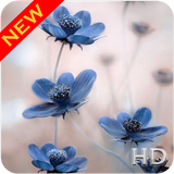 Blue Flower Wallpaper icon
