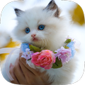 Cat wallpapers - cute pictures