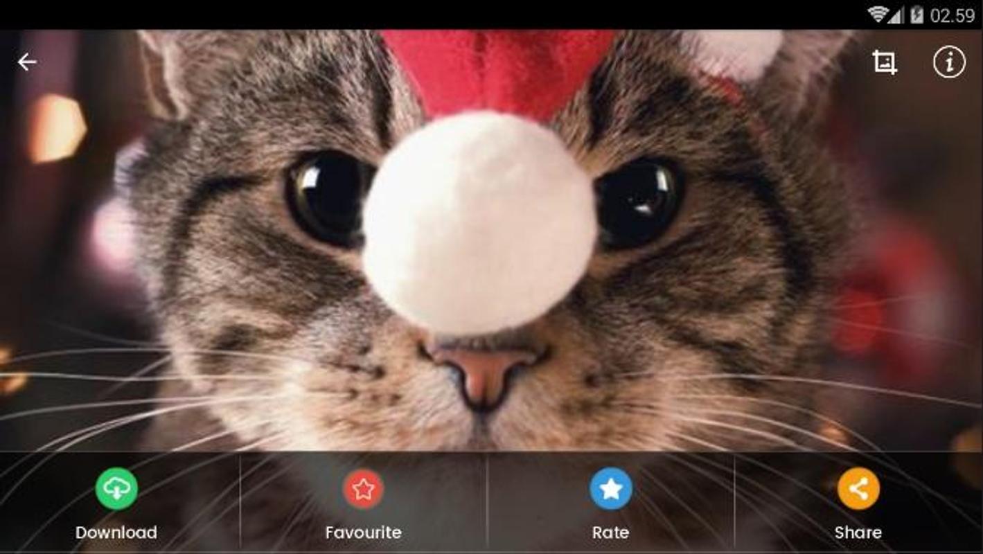 Christmas Cat Wallpaper Hd For Android Apk Download