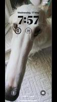Long Nose Dog Wallpapers 4k スクリーンショット 1