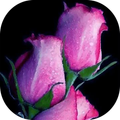 Love Roses Live Wall GIF/4K