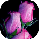 Love Roses Live Wall GIF/4K APK