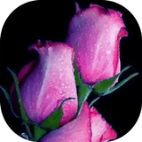 Love Roses Live Wall GIF/4K icono