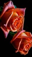 Love Roses Live Wall GIF/4K 海報