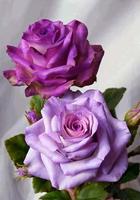Love Roses Live Wall GIF/4K 截圖 3