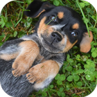 Dog & Puppy  - Cute HD Wallpapers Free ikon
