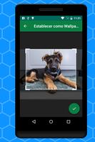 Dog & Puppy  - Cute HD Wallpapers Free screenshot 3