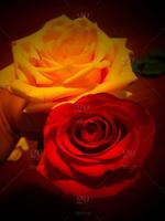 Flower Rose Animated Image Gif โปสเตอร์