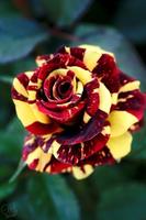 Flower Rose Animated Image Gif Ekran Görüntüsü 1