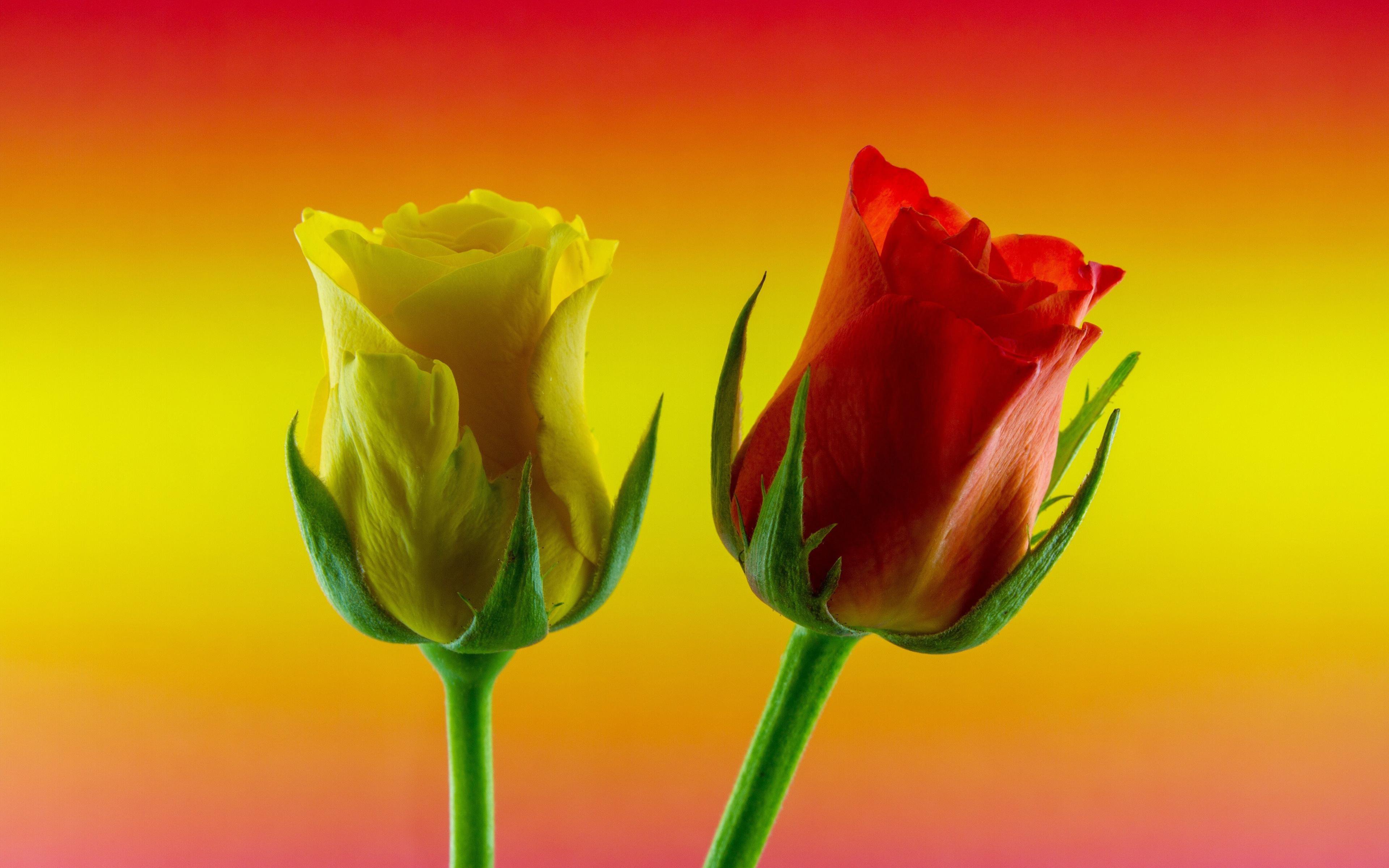 Flower Rose Animated Image Gif APK for Android Download