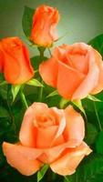 Flower Rose Animated Image Gif स्क्रीनशॉट 2