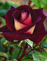 Flowers And Roses Animated Gif 스크린샷 3